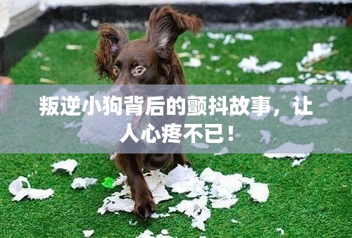 叛逆小狗背后的颤抖故事，让人心疼不已！