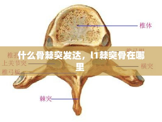 什么骨棘突发达，l1棘突骨在哪里 