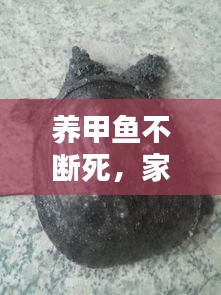 养甲鱼不断死，家养甲鱼死了有啥讲究 