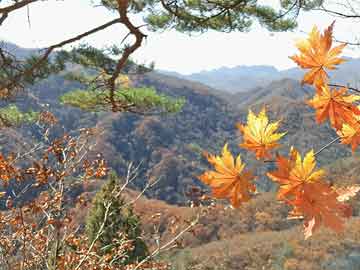 历年11月17日香港马会开奖结果解析，特性、体验、竞品对比及用户洞察揭秘