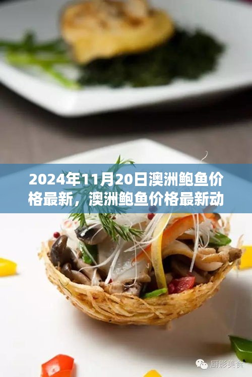 澳洲鲍鱼价格动态，回顾与洞察 2024年11月20日最新行情