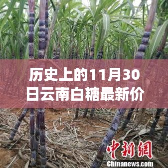 历史上的11月30日揭秘，云南白糖最新价格行情与市场走势洞悉