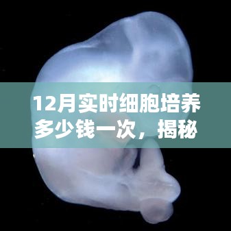 揭秘，12月实时细胞培养费用全解析，培养一次需要多少钱？