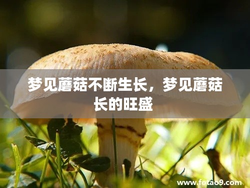 梦见蘑菇不断生长，梦见蘑菇长的旺盛 