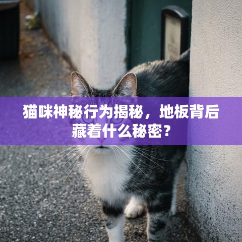 猫咪神秘行为揭秘，地板背后藏着什么秘密？