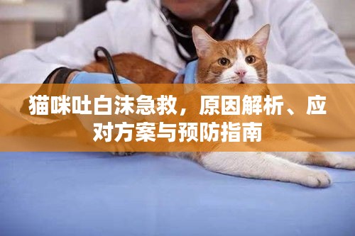 猫咪吐白沫急救，原因解析、应对方案与预防指南