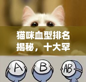 猫咪血型排名揭秘，十大罕见与常见血型探秘！