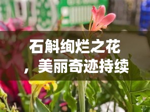 雍荣闲雅