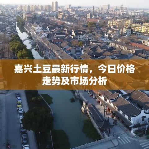 嘉兴土豆最新行情，今日价格走势及市场分析