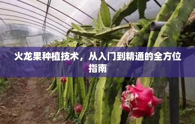 火龙果种植技术，从入门到精通的全方位指南