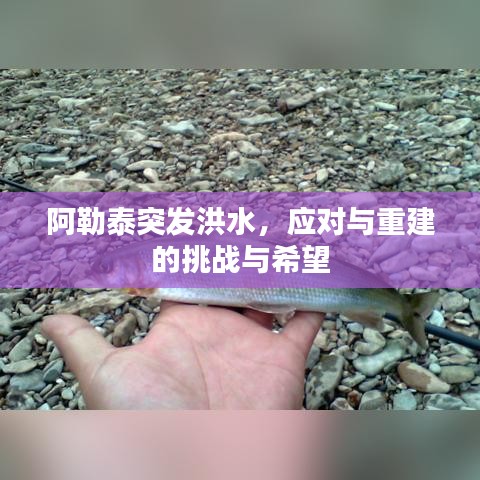 阿勒泰突发洪水，应对与重建的挑战与希望