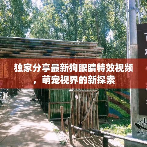 独家分享最新狗眼睛特效视频，萌宠视界的新探索