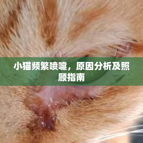 小猫频繁喷嚏，原因分析及照顾指南